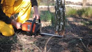 How Our Tree Care Process Works  in  Piedmont, CA